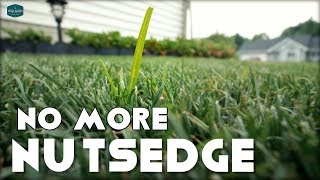 How To Get Rid of Nutsedge In Your Lawn [upl. by Glenden]