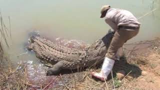 Mabula Pro Safaris Trophy Nile crocodile hunt [upl. by Leribag]