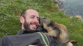 Marmot Attack  Attaque de Marmotte [upl. by Tarazi950]