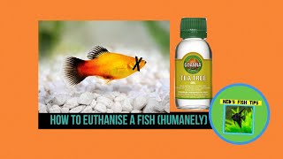 How To Euthanize Fish HUMANELY [upl. by Venezia]