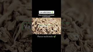 Valeriana Beneficios y Propiedades de esta hierba medicinal 🌿 [upl. by Iilek627]