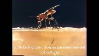 Lutte biologique guêpe parasitoide Aventure des plantes 1min04 Y [upl. by Irim98]