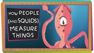 How People And Squids Measure Things [upl. by Hgielyk]