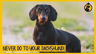 5 Things You Must Never Do to Your Dachshund [upl. by Akimot]