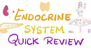 Endocrine System Review  Pituitary Thyroid Parathyroid Adrenal Pancreas Gonads  Biology [upl. by Isadore]