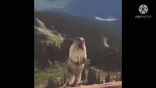 Marmotta che urla Meme 🐿 Fatto da Capra Cornuta [upl. by Temme]