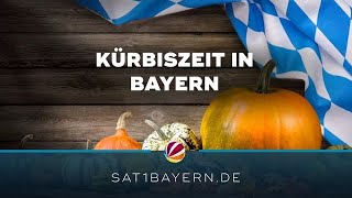 Herbst in Bayern Wie steht es um die Kürbisse [upl. by Jorgenson27]