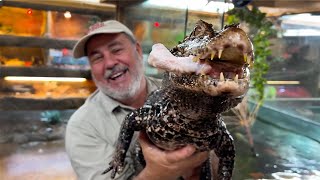 Feeding Dwarf Caiman amp Giant Alligators 😱 [upl. by Frum457]