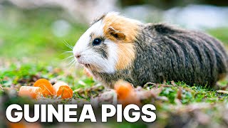 The Real Guinea Pig  Animal Documentary [upl. by Aicined]