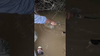 Amazing big catfish fishing fishingmethod fishingvideo fishingtips fypシ゚viral catfish fyp [upl. by Anelis]