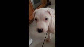 Dogo Argentino quotAresquot  first attack [upl. by Scheers430]