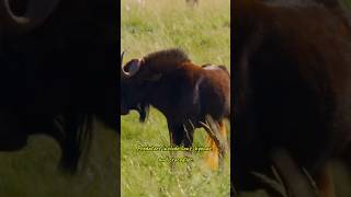 Wildebeest animals shorts wildlife pets forest nature youtubeshorts reels facts africa [upl. by Areik]