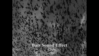 Bats  Sound Effect  Efecto De Sonido De Murcielagos [upl. by Yetti]