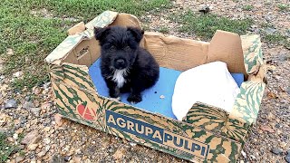 His owner left him in a cardboardbox but he is the happiest dog now [upl. by Joon747]