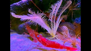 ホッコクアカエビ Alaskan pink shrimp Pandalus eous [upl. by Gusba478]