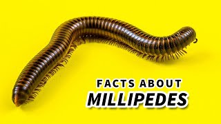 Millipede Facts a Millipede CANT HURT YOU  Animal Fact Files [upl. by Four]