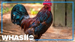 Two men arrested charged for cockfighting in Louisville [upl. by Lucia570]