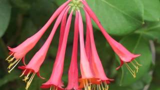 Plant portrait  Coral honeysuckle Lonicera sempervirens [upl. by Conner]