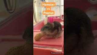 Hamster vs Peanut djungarian pets ドワーフ cute जंगली rat 도와프 animals food [upl. by Lyle]