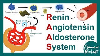 Renin Angiotensin Aldosterone System  RAAS pathway  Function of RAAS pathway [upl. by Ralyat]