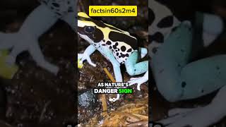 Poison Dart Frog Tiny Colorful and Deadly [upl. by Ahsieker]