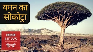 Do you know anything about Socotra island in Yemen BBC Hindi [upl. by Browning551]