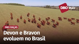 Devon e Bravon rústicos e precoces produzindo carne de qualidade [upl. by Rapsag41]