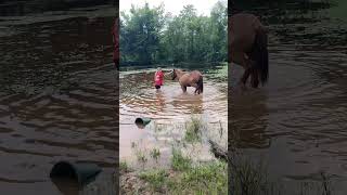 Teen horse trainer takes weanling in pond horsetraining horseranch [upl. by Inalan]