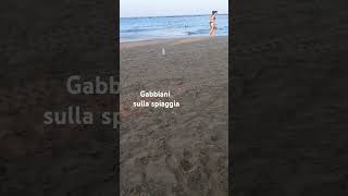 Gabbiani sulla spiaggia musicremix 😍 Seagulls on the beach sea seagulls beach [upl. by Nivek]