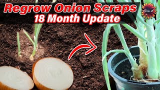 Tips for quick rooting onions by soaking in water [upl. by Shari]