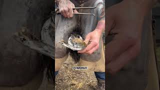 Overdue trim farrier equestrian satisfying equine horse [upl. by Rue866]