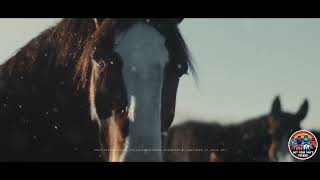 Budweiser quotThe Clydesdales Are Backquot Super Bowl LVIII 58 2024 Commercial [upl. by Salbu375]