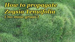 How to propagate Zoysia tenuifolia Petting Grass [upl. by Ballou]