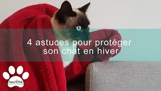 Hiver  4 astuces pour protéger son chat  Assur OPoil [upl. by Adnilreb]