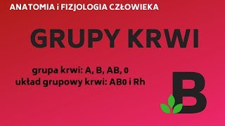 Grupy krwi grupa A B AB 0 Rh Rh  układ krwionośny  KOREPETYCJE z BIOLOGII  247 [upl. by French]