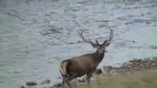 Scotland Highlands Red Stag Linn of Dee Braemar 2008 II [upl. by Ellertnom]