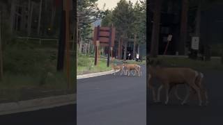 Mammoth Lakes California wildlife [upl. by Hayn898]