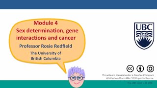 4H  Gene interactions in biochemical pathways  II [upl. by Kendry]