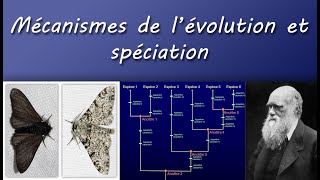 Cours TS  Mécanismes de lévolution et spéciation [upl. by Dlanod197]