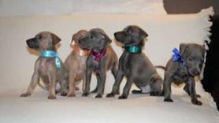 Italian Greyhound Puppies IT GREY BUTTERFLY Merry Christmas PF 2011mp4 [upl. by Mandie958]