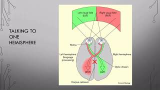 10 Hemispheric Specialization Pt 1 [upl. by Cuttler330]