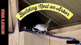 Bewick’s Wren Building Nest on Arbor [upl. by Nosdrahcir]