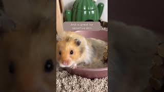 Hamster sand bath [upl. by Ailssa480]