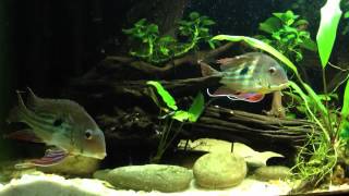 Clueless Geophagus winemilleri male [upl. by Aneleairam]