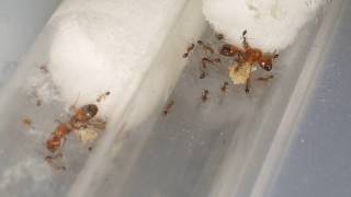 Solenopsis geminata  INSTOCK  quick tips [upl. by Cosmo871]