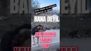 ANNELİK KADAR KUTSAL BİR ŞEY VARMIİÇİM YANDIkesfetteyiz annelik köpek sokakköpeği sokakköği [upl. by Ecirtac]