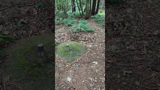 World War 2 Spigot Mortar base hidden in the Woods ww2 army homeguard woods history outdoors [upl. by Zoubek]