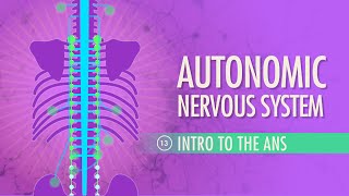 Autonomic Nervous System Crash Course Anatomy amp Physiology 13 [upl. by Tnarb]