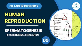 Spermatogenesis  Gametogenesis  Hormonal Regulation  Human Reproduction  Class 12 Biology [upl. by Feetal798]