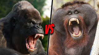 GORILLA VS ORANGUTAN  Who Would Win [upl. by Rihat]